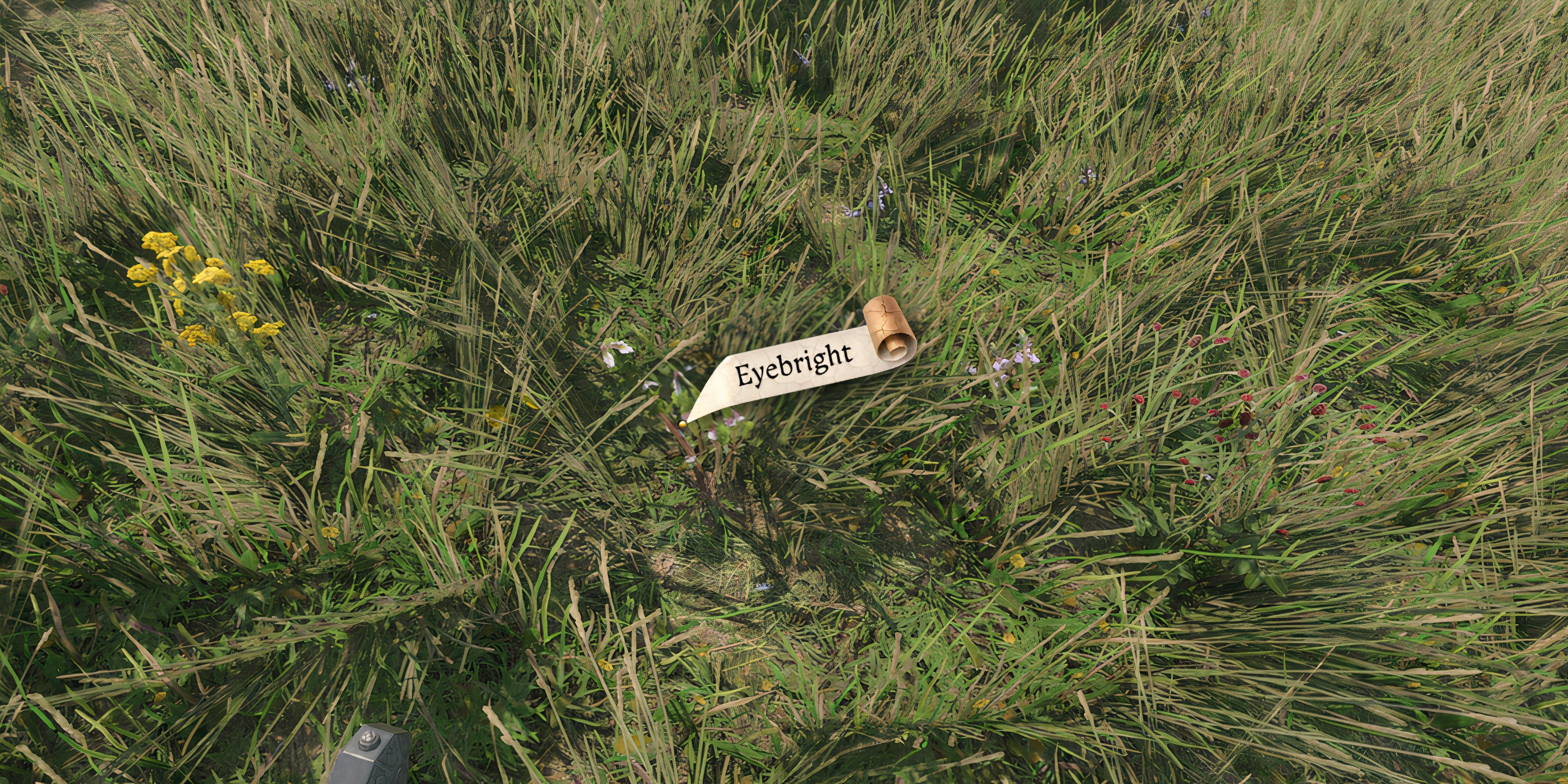 Kingdom Come: Deliverance 2 - How To Get Eyebright