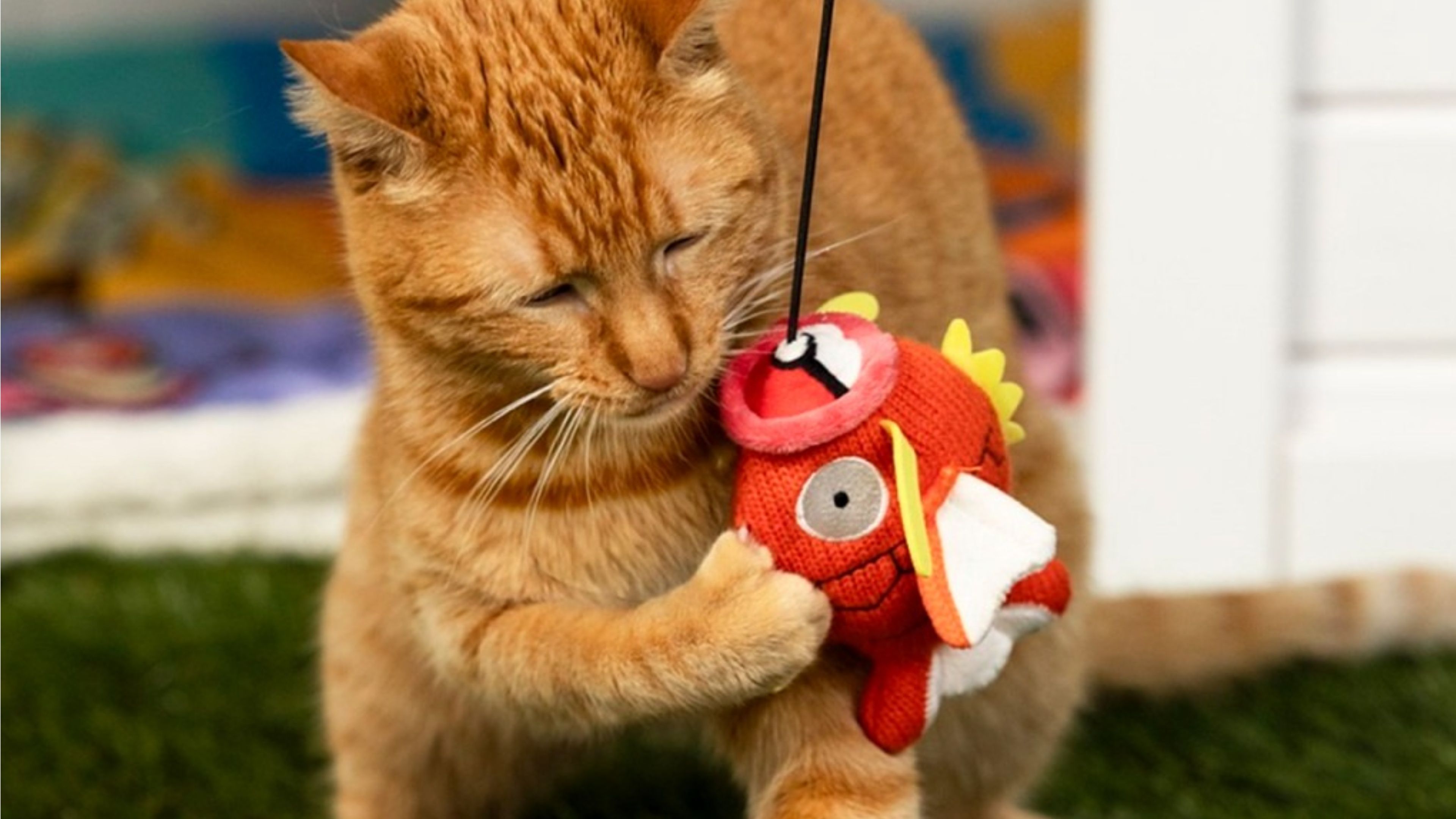 Even Cats Aren't Safe From Pokemon Scalpers As Sold Out Pet Toys Show Up On eBay