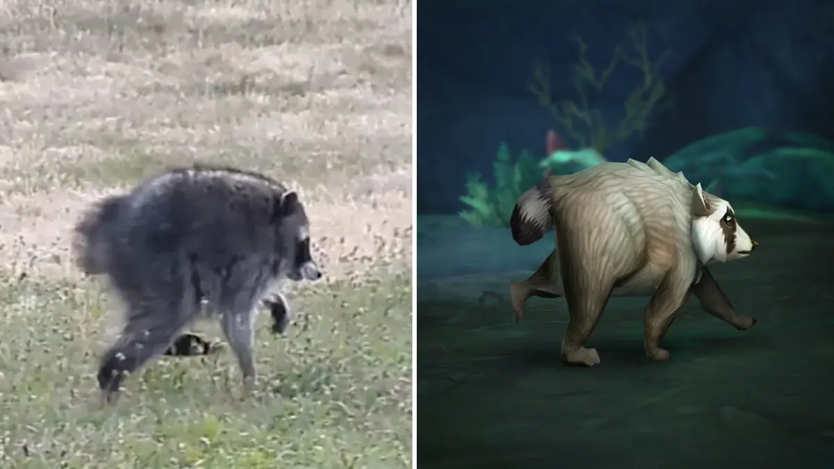 Viral raccoon Jimothy goes viral in gaming, is now in Dungeons & Dragons and Stardew Valley
